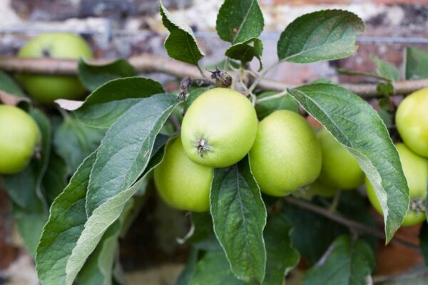Malus Opal / Fruiting Apple Tree