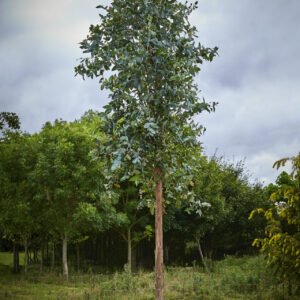Eucalyptus camaldulensis