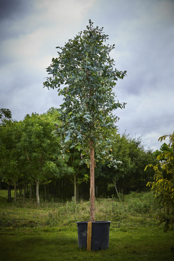 Eucalyptus camaldulensis