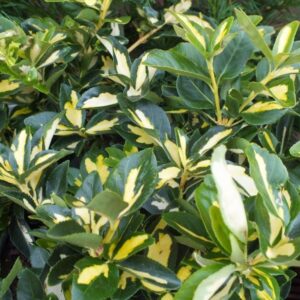 Euonymus blondy