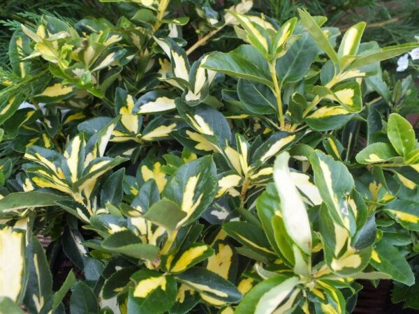 Euonymus blondy