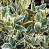 Euonymus japonicus Bravo - 55L 125-150cm