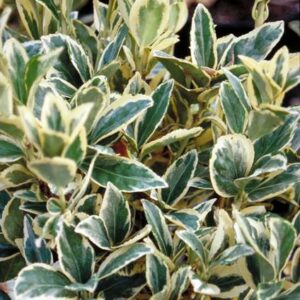 Euonymus japonicus Bravo