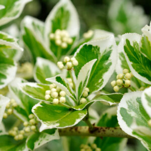 Euonymus Bravo 1/4 Standard