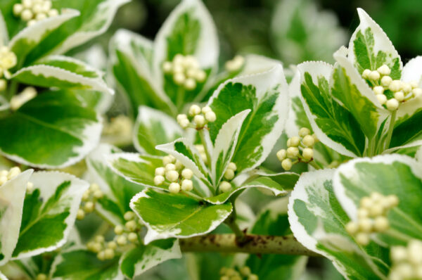 Euonymus jap. Aureomarginata - 1/4 Standard