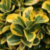 Euonymus jap. Elegant Aureus - 7.5L