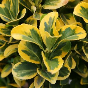 Euonymus jap. Elegant Aureus