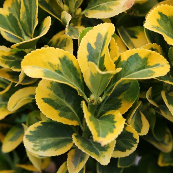 Euonymus jap. Elegant Aureus