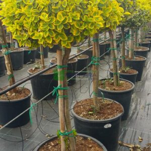 Euonymous jap. 'Aureomarginata' - 1/2 Standard