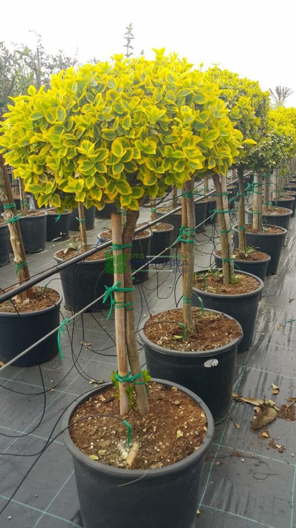Euonymous jap. 'Aureomarginata' - 1/2 Standard
