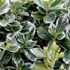 Euonymus jap. President Gaultier  1/4 Standard - 14L 1/4 Standard