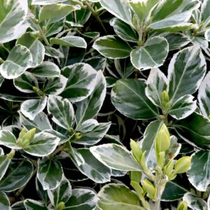 Euonymus jap. President Gaultier  1/4 Standard