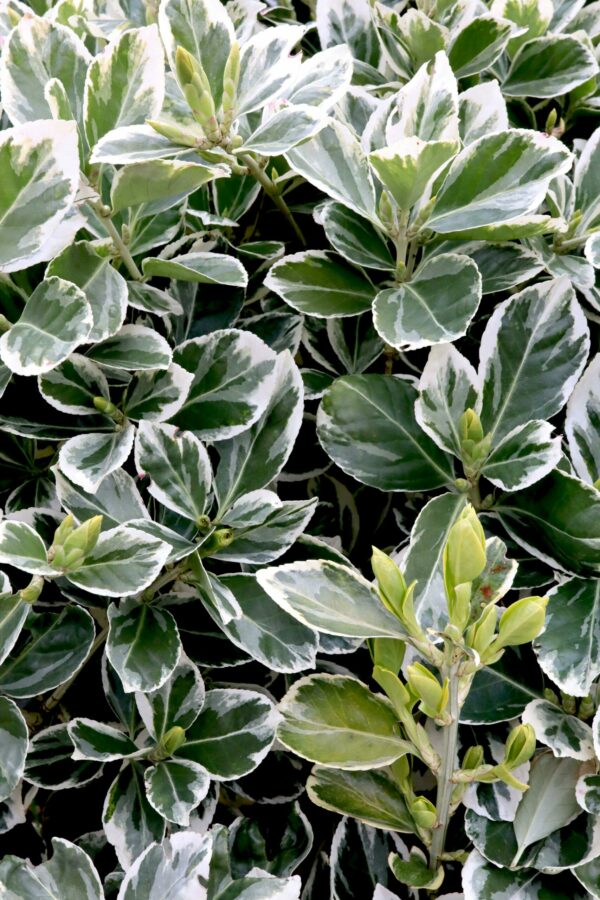 Euonymus jap. President Gaultier  1/4 Standard