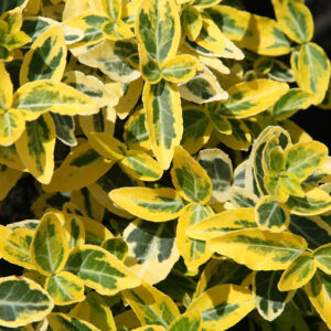 Euonymus Emerald Gold