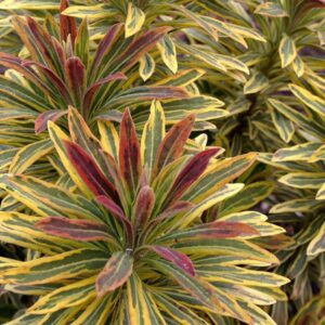 Euphorbia Ascot Rainbow