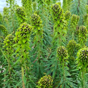 Euphorbia characias ‘Black Pearl'