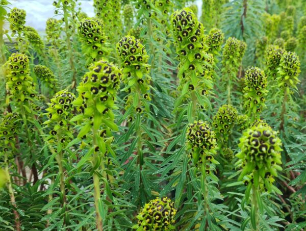 Euphorbia characias ‘Black Pearl'