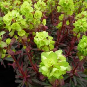Euphorbia amygdaloides ‘Purpurea'