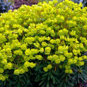 Euphorbia Redwing Charam