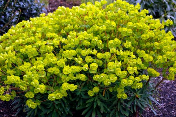 Euphorbia Redwing Charam