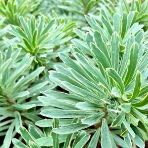 Euphorbia Silver Swan