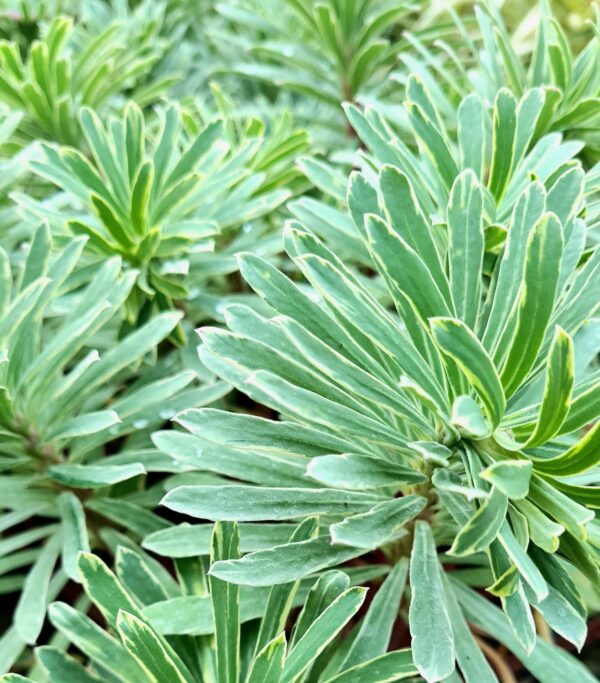 Euphorbia Silver Swan