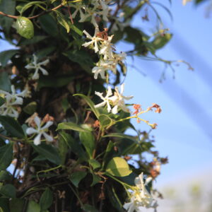 Trachelospermum jasminoides / Evergreen Jasmine