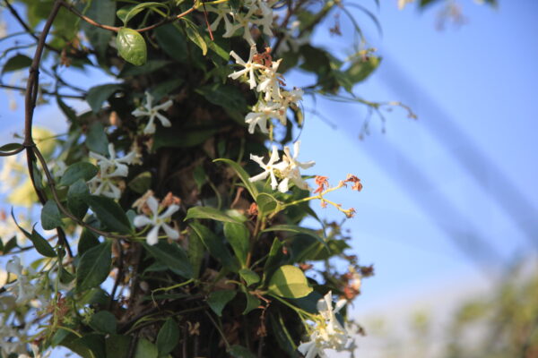 Trachelospermum jasminoides / Evergreen Jasmine