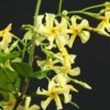 Trachelospermum jasminoides 'Star of Toscana' - 2L 60-80cm
