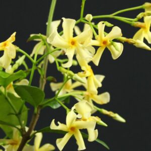 Trachelospermum jasminoides 'Star of Toscana'