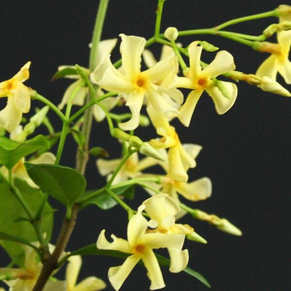Trachelospermum jasminoides 'Star of Toscana'