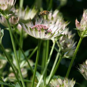 Astrantia major Alba