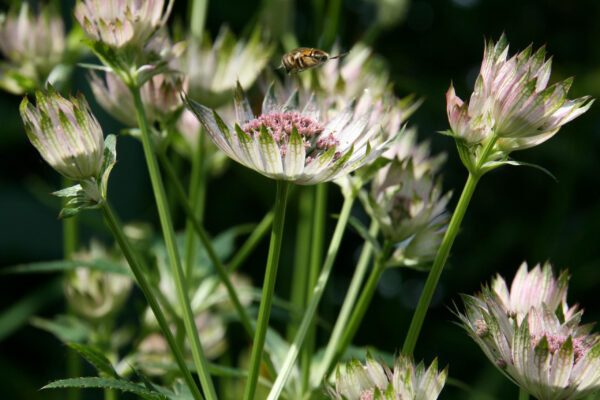 Astrantia major Alba