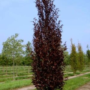 Fagus sylvatica Dawyck Purple 