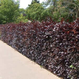 Fagus syl. Atropurpurea / Copper or Purple Beech hedge