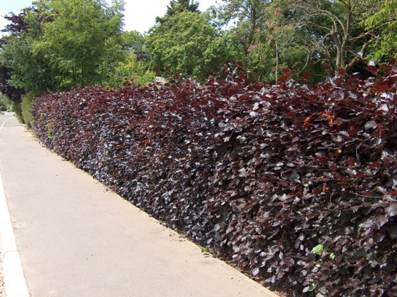 Fagus syl. Atropurpurea / Copper or Purple Beech hedge