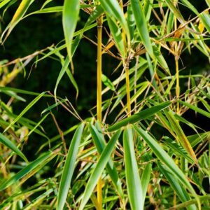Fargesia Robusta Pingwu