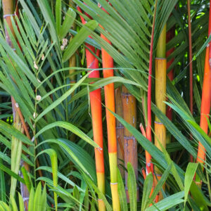 Fargesia Jiuzhaigou  / Red Dragon Bamboo