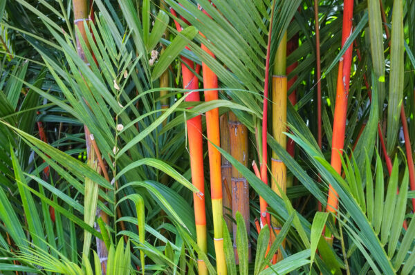 Fargesia Jiuzhaigou  / Red Dragon Bamboo