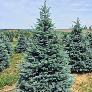 Picea pungens Fat Albert