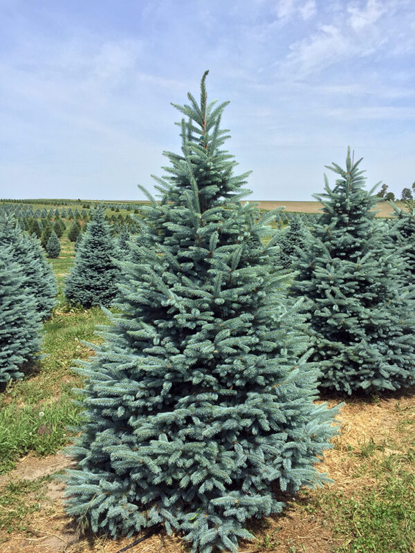 Picea pungens Fat Albert
