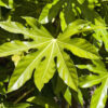 Fatsia japonica - 7.5L