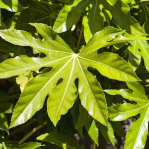 Fatsia japonica