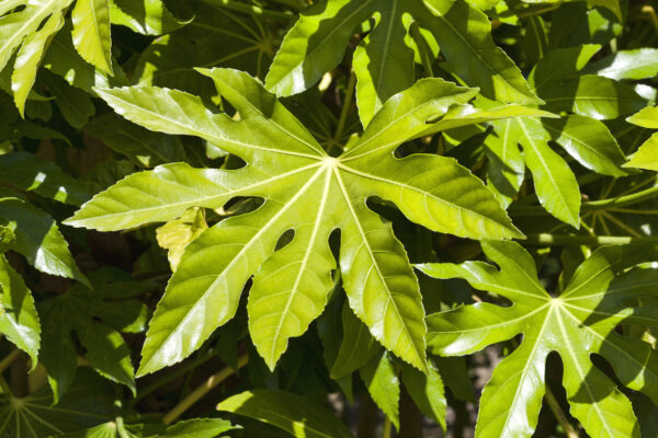 Fatsia japonica