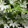 Fatsia japonica 'Spiders Web' - 4L