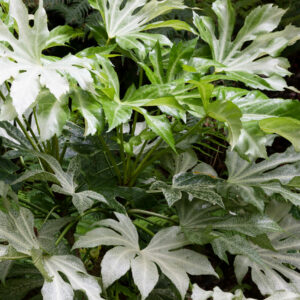 Fatsia japonica 'Spiders Web'