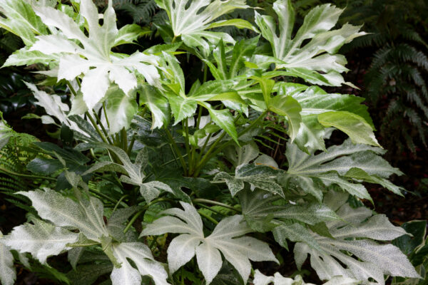 Fatsia japonica 'Spiders Web'