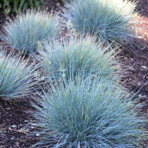 Festuca glauca Elijah Blue