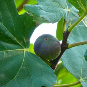 Ficus carica Napolitana