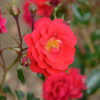 Rosa Flower Carpet Ruby - 3.5L